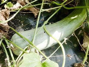 吃瓜爆料最火的网红,揭秘吃瓜爆料界最火网红的传奇故事