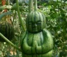 商洛网红吃瓜事件真相,真相背后的网络风波