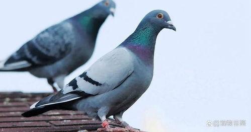 网红吃瓜鸽子,是美食还是恶搞？