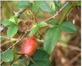 网红野果小月瓜怎么吃,解锁美味新食尚的秘籍