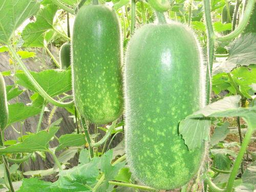 网红画家吃瓜图片大全,趣味横生的艺术生活瞬间