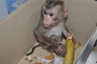 nz网红吃瓜小猴子,新西兰网红“吃瓜小猴子”带你领略异国美食风潮