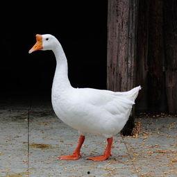 网红鹅鹅吃瓜视频,揭秘娱乐圈幕后真相