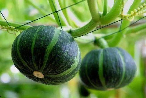 荷兰网红吃瓜视频大全免费观看,免费观看，笑料横生！