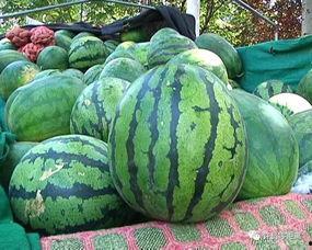 网瓜放时间长会吃吗,揭秘时间对网瓜的影响