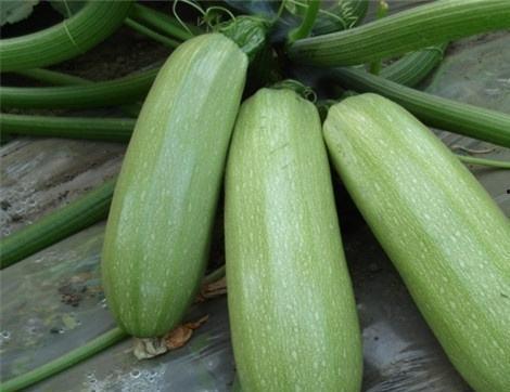 网瓜吃有什么好处,揭秘日常饮食中的神奇益处