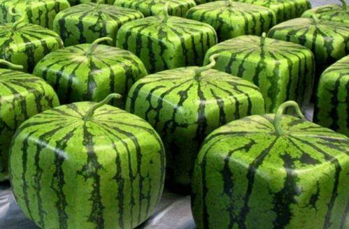 中国.吃瓜com网,网络热议背后的社会现象