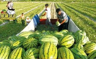 库尔勒吃瓜网红视频曝光,揭秘当地特色美食魅力