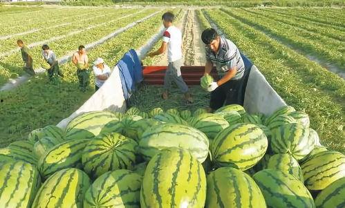 非洲网红吃瓜图片