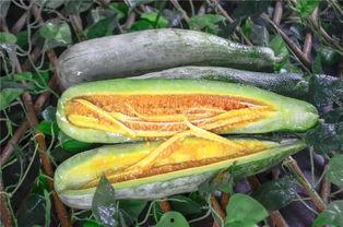 网红吃瓜视频的特点